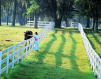Stafford Farms To Be Sold